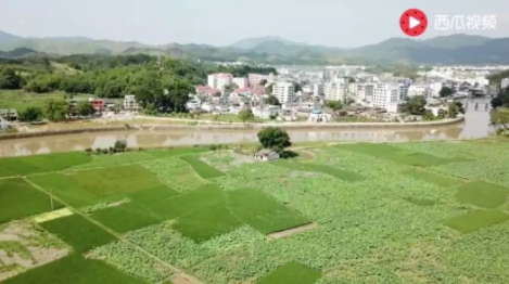 1 825 网红时代谢幕，土味文化登场：一只竹鼠走红背后的思考